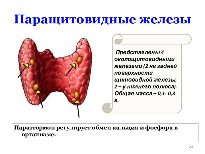 Паращитовидные железы Представлены 4 околощитовидными железами (2 на задней поверхности