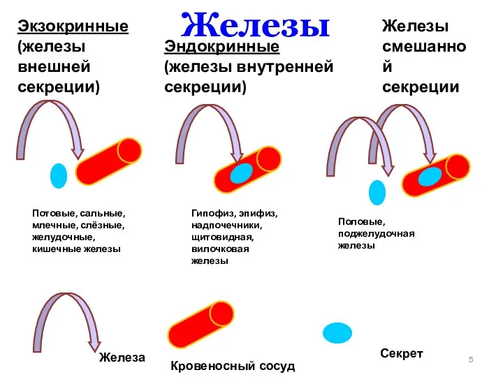 Железы Экзокринные (железы внешней секреции) Потовые, сальные, млечные, слёзные, желудочные,