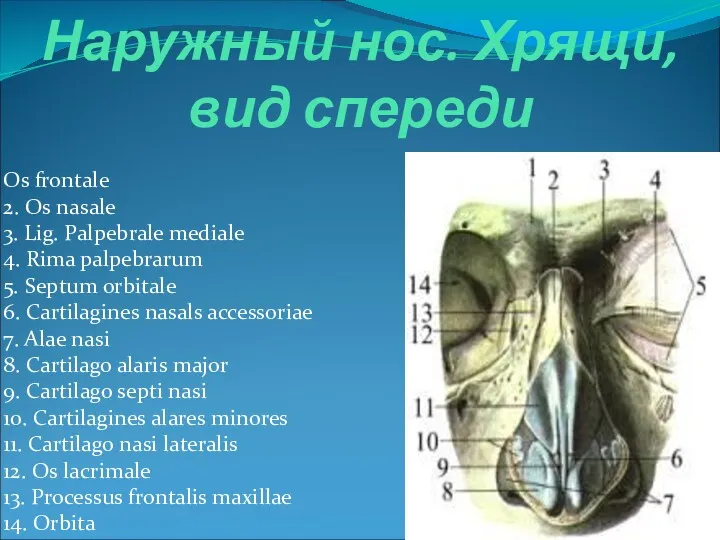 Наружный нос. Хрящи, вид спереди Os frontale 2. Os nasale