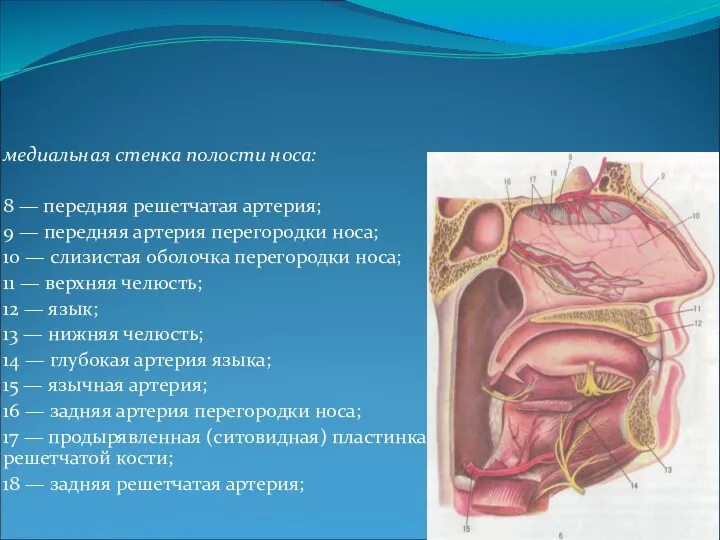 медиальная стенка полости носа: 8 — передняя решетчатая артерия; 9