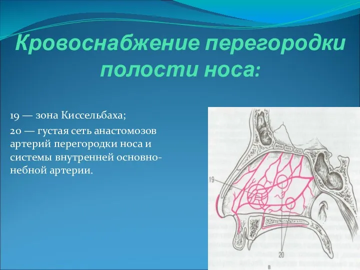 Кровоснабжение перегородки полости носа: 19 — зона Киссельбаха; 20 —