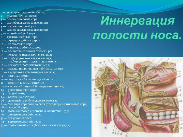 Иннервация полости носа. 1 — нерв крыловидного канала; 2 —