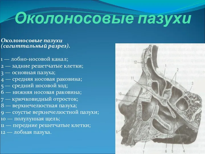 Околоносовые пазухи Околоносовые пазухи (сагиттальный разрез). 1 — лобно-носовой канал;