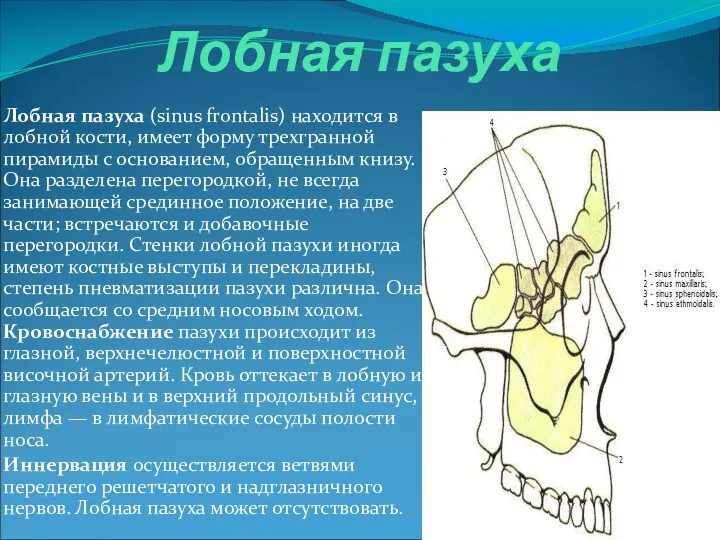 Лобная пазуха Лобная пазуха (sinus frontalis) находится в лобной кости,