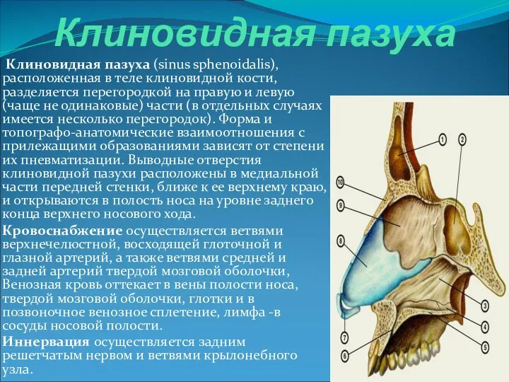 Клиновидная пазуха Клиновидная пазуха (sinus sphenoidalis), расположенная в теле клиновидной