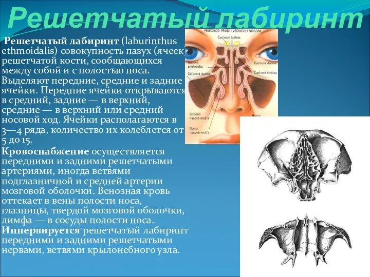 Решетчатый лабиринт Решетчатый лабиринт (laburinthus ethmoidalis) совокупность пазух (ячеек) решетчатой