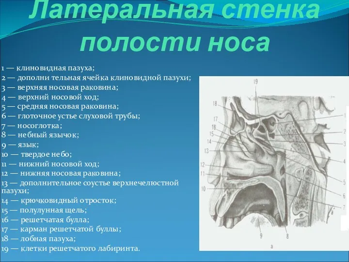 Латеральная стенка полости носа 1 — клиновидная пазуха; 2 —