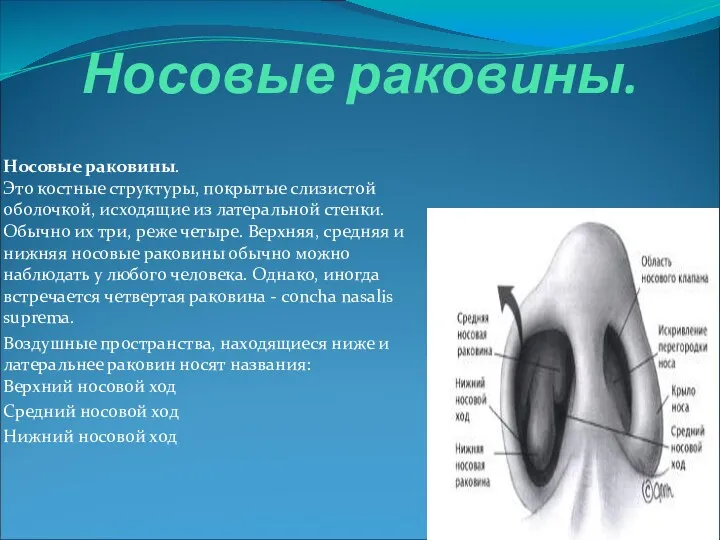 Носовые раковины. Носовые раковины. Это костные структуры, покрытые слизистой оболочкой,