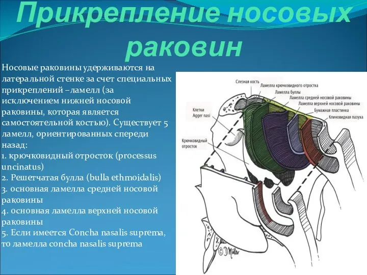 Прикрепление носовых раковин Носовые раковины удерживаются на латеральной стенке за