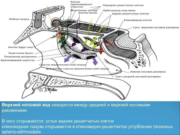 Верхний носовой ход находится между средней и верхней носовыми раковинами.