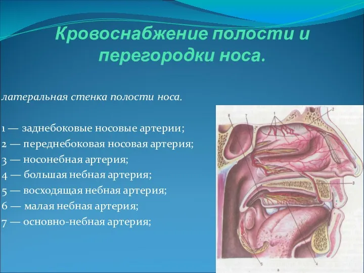 Кровоснабжение полости и перегородки носа. латеральная стенка полости носа. 1