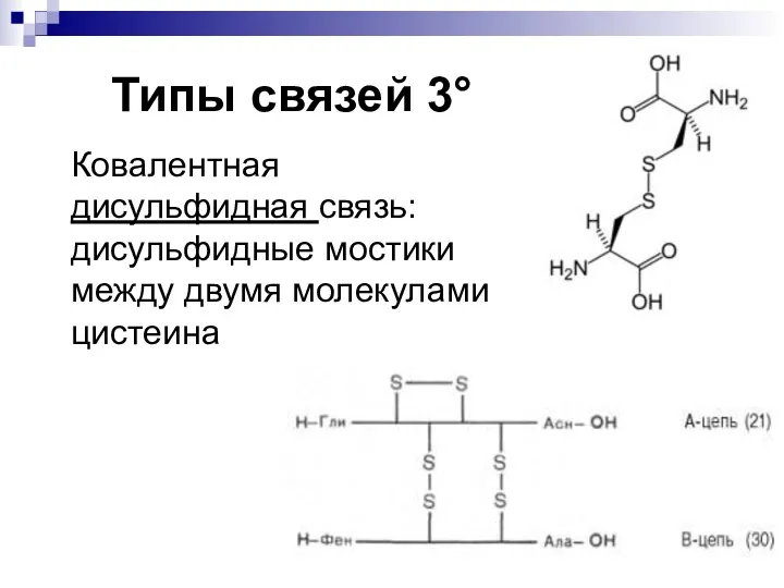 Типы связей 3° Ковалентная дисульфидная связь: дисульфидные мостики между двумя молекулами цистеина