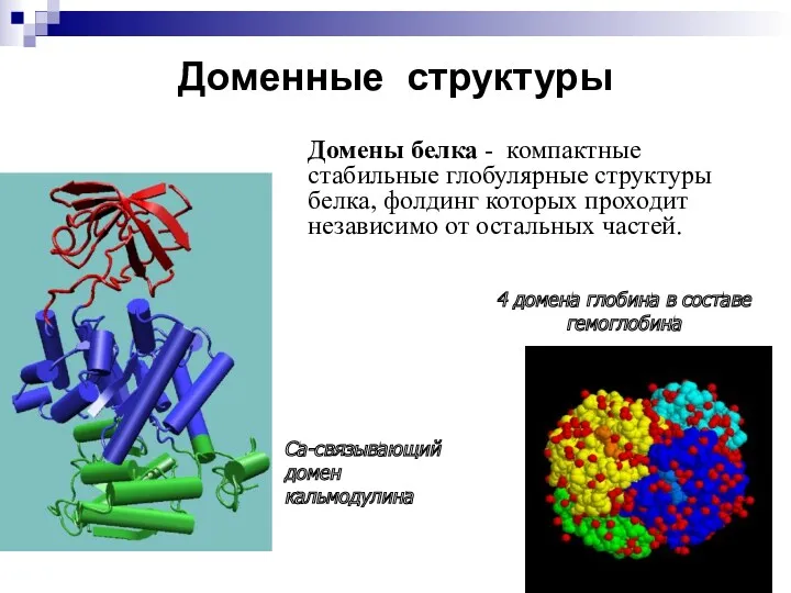 Доменные структуры Домены белка - компактные стабильные глобулярные структуры белка, фолдинг которых проходит