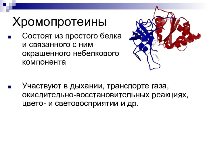 Хромопротеины Состоят из простого белка и связанного с ним окрашенного небелкового компонента Участвуют