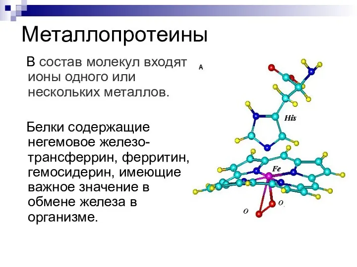 Металлопротеины В состав молекул входят ионы одного или нескольких металлов.