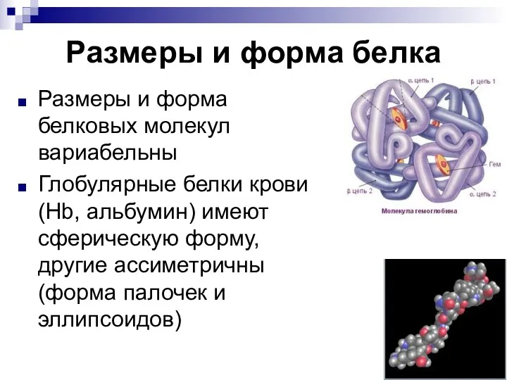 Размеры и форма белка Размеры и форма белковых молекул вариабельны