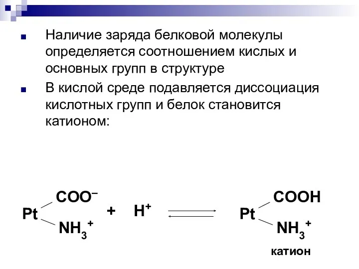 Наличие заряда белковой молекулы определяется соотношением кислых и основных групп