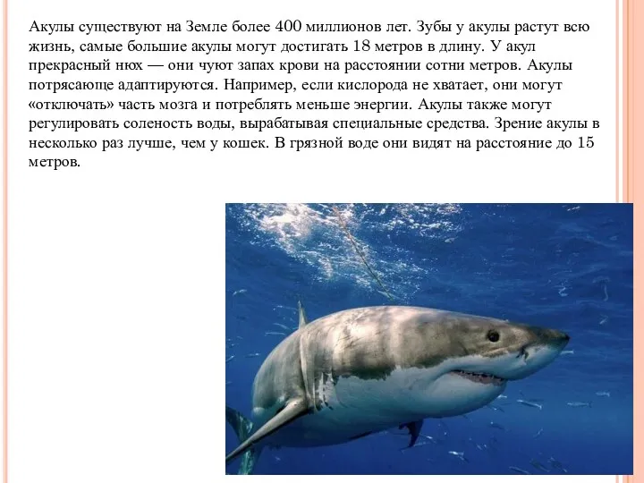 Акулы существуют на Земле более 400 миллионов лет. Зубы у