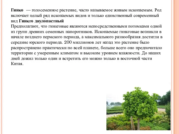 Гинко — голосеменное растение, часто называемое живым ископаемым. Род включает