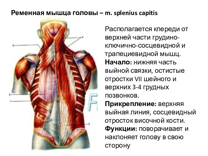 Ременная мышца головы – m. splenius capitis Располагается кпереди от верхней части грудино-ключично-сосцевидной