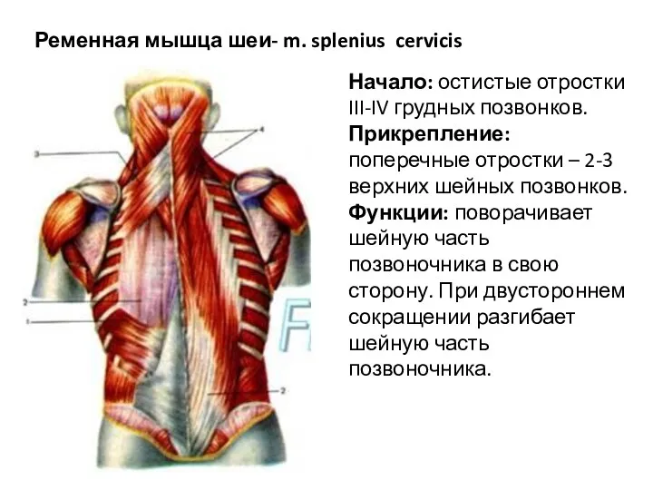 Ременная мышца шеи- m. splenius cervicis Начало: остистые отростки III-IV грудных позвонков. Прикрепление: