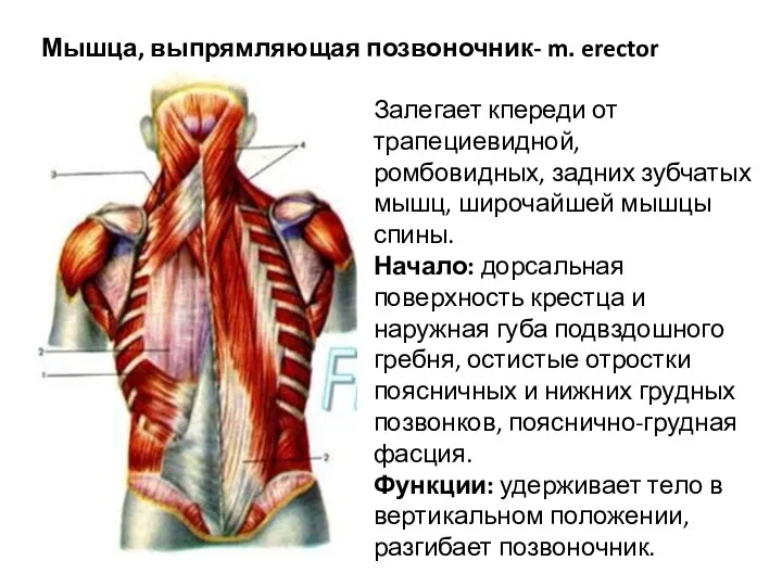Мышца, выпрямляющая позвоночник- m. erector spinae Залегает кпереди от трапециевидной, ромбовидных, задних зубчатых