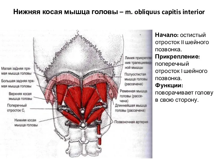 Нижняя косая мышца головы – m. obliquus capitis interior Начало: остистый отросток II