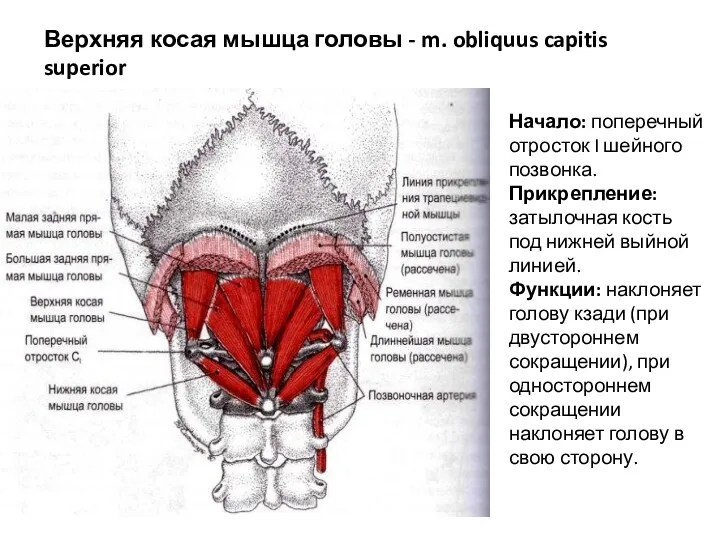 Верхняя косая мышца головы - m. obliquus capitis superior Начало: поперечный отросток I