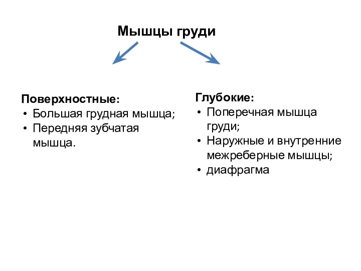 Мышцы груди Поверхностные: Большая грудная мышца; Передняя зубчатая мышца. Глубокие: