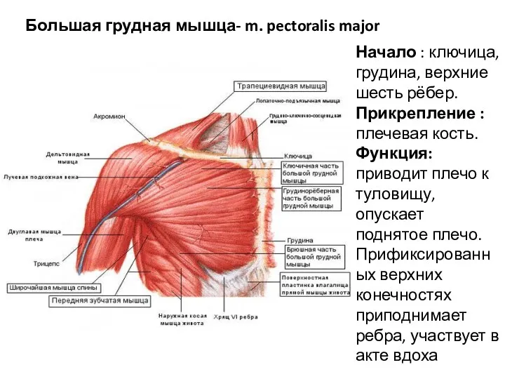 Большая грудная мышца- m. pectoralis major Начало : ключица, грудина, верхние шесть рёбер.
