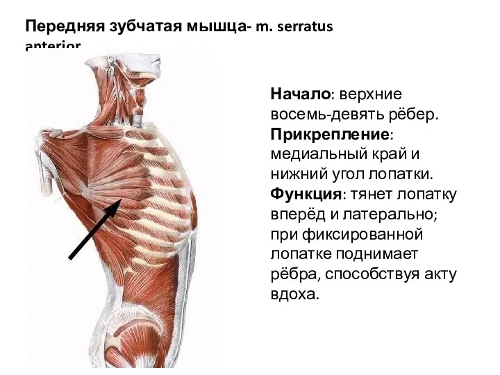 Передняя зубчатая мышца- m. serratus anterior Начало: верхние восемь-девять рёбер. Прикрепление: медиальный край