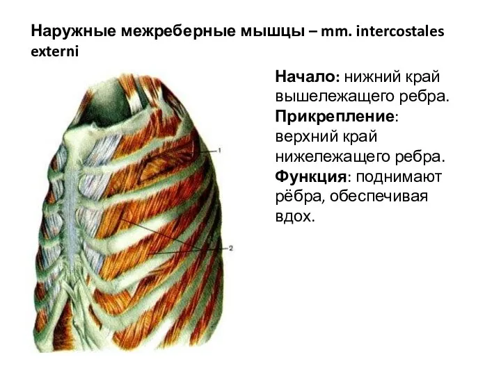 Наружные межреберные мышцы – mm. intercostales externi Начало: нижний край вышележащего ребра. Прикрепление:
