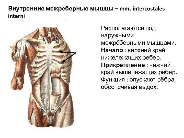 Внутренние межреберные мышцы – mm. intercostales interni Располагаются под наружными межрёберными мышцами. Начало