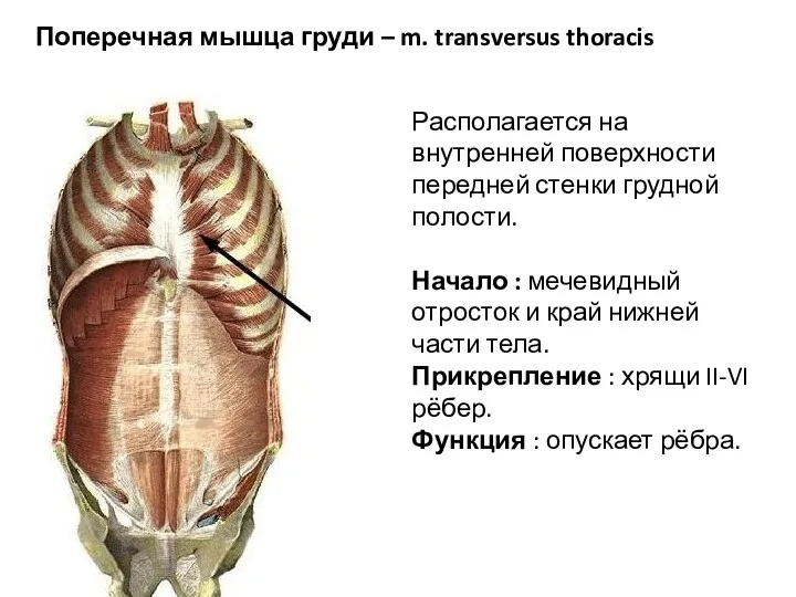 Поперечная мышца груди – m. transversus thoracis Располагается на внутренней поверхности передней стенки