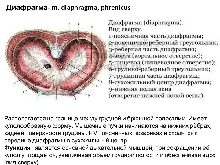 Диафрагма- m. diaphragma, phrenicus Располагается на границе между грудной и брюшной полостями. Имеет