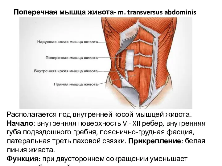Поперечная мышца живота- m. transversus abdominis Располагается под внутренней косой мышцей живота. Начало:
