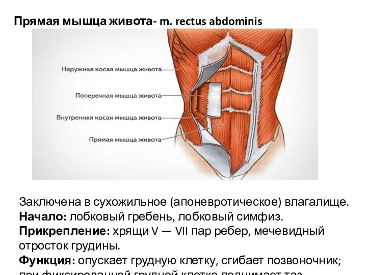 Прямая мышца живота- m. rectus abdominis Заключена в сухожильное (апоневротическое) влагалище. Начало: лобковый