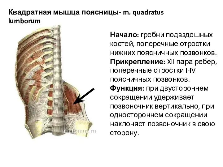 Квадратная мышца поясницы- m. quadratus lumborum Начало: гребни подвздошных костей, поперечные отростки нижних