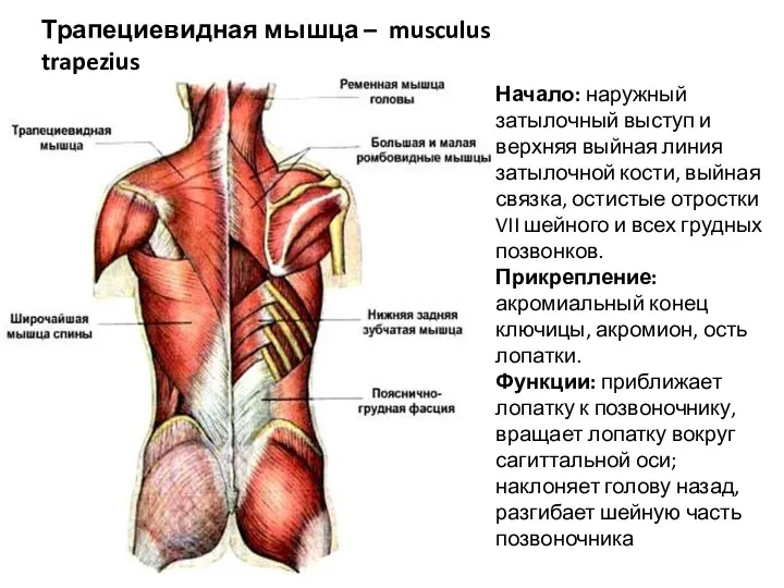 Трапециевидная мышца – musculus trapezius Начало: наружный затылочный выступ и верхняя выйная линия