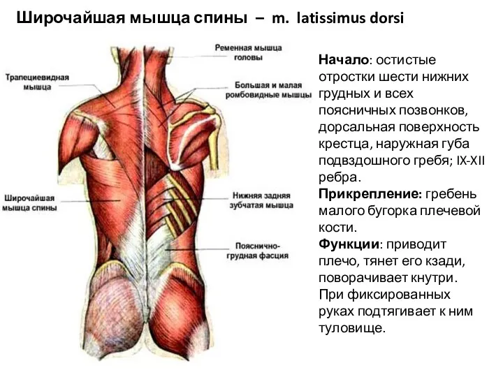 Широчайшая мышца спины – m. latissimus dorsi Начало: остистые отростки шести нижних грудных