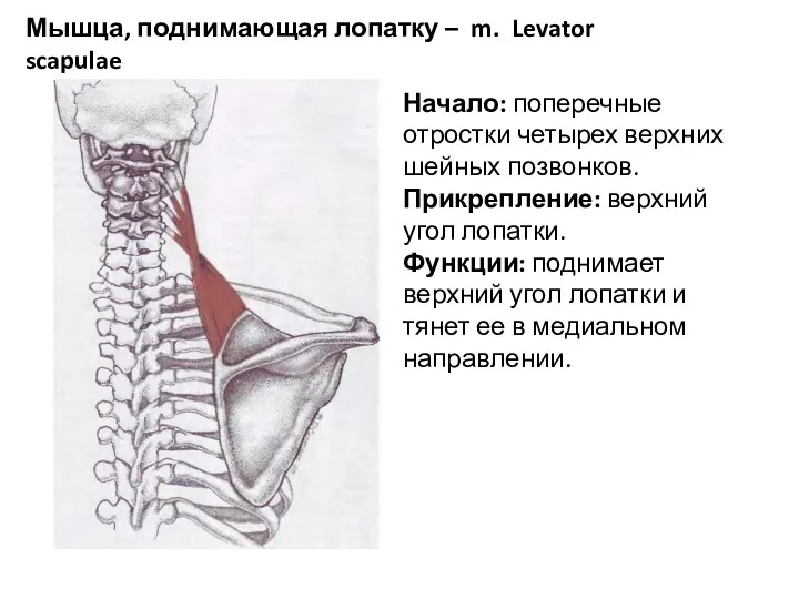 Мышца, поднимающая лопатку – m. Levator scapulae Начало: поперечные отростки четырех верхних шейных