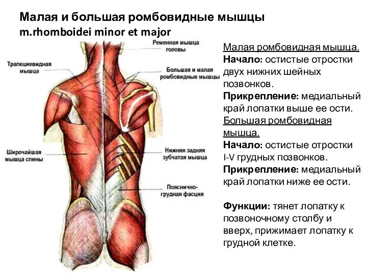 Малая и большая ромбовидные мышцы m.rhomboidei minor et major Малая ромбовидная мышца. Начало: