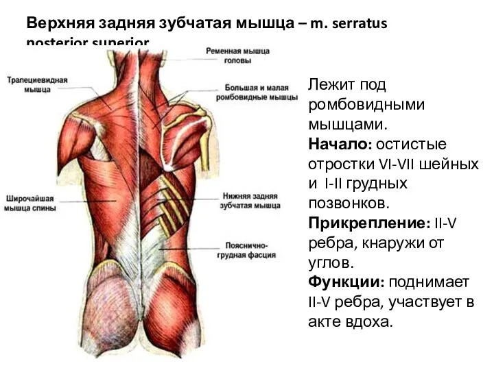 Верхняя задняя зубчатая мышца – m. serratus posterior superior Лежит под ромбовидными мышцами.