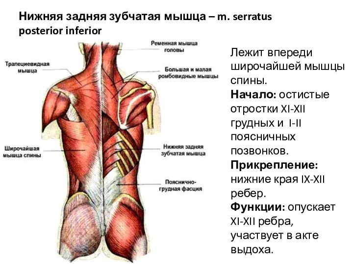 Нижняя задняя зубчатая мышца – m. serratus posterior inferior Лежит впереди широчайшей мышцы