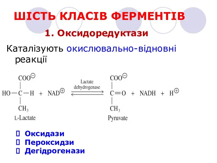 ШІСТЬ КЛАСІВ ФЕРМЕНТІВ 1. Оксидоредуктази Каталізують окислювально-відновні реакції Оксидази Пероксидзи Дегідрогенази