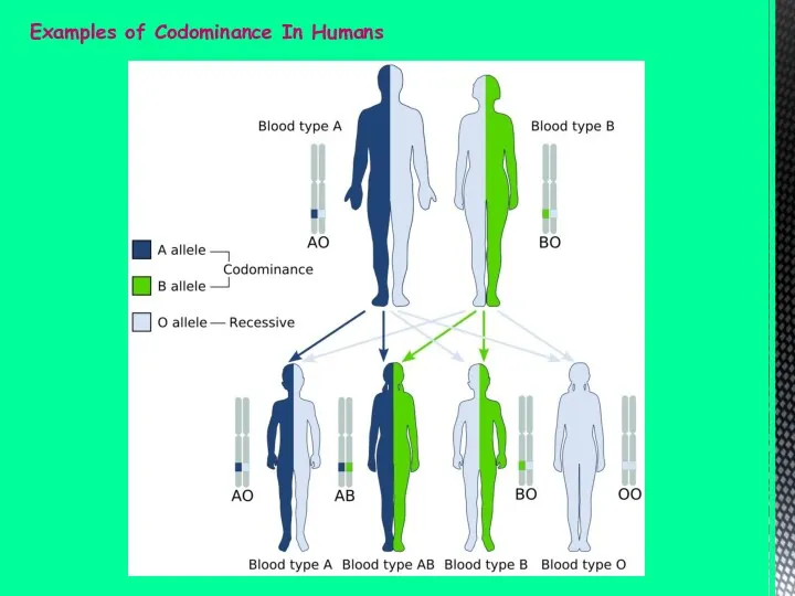 Examples of Codominance In Humans