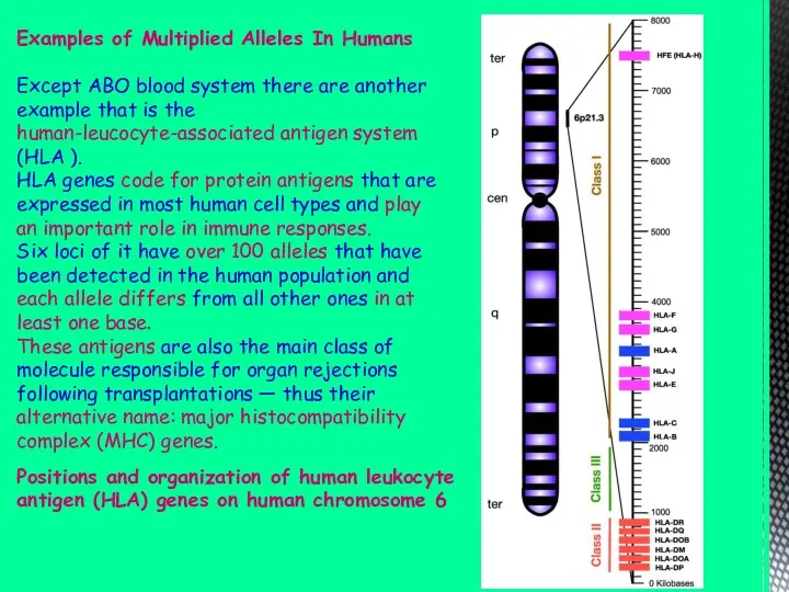 Examples of Multiplied Alleles In Humans Except ABO blood system there are another