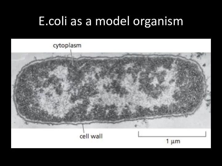 E.coli as a model organism