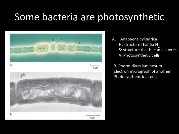 Some bacteria are photosynthetic Anabaena cylindrica H: structure that fix N2 S: structure