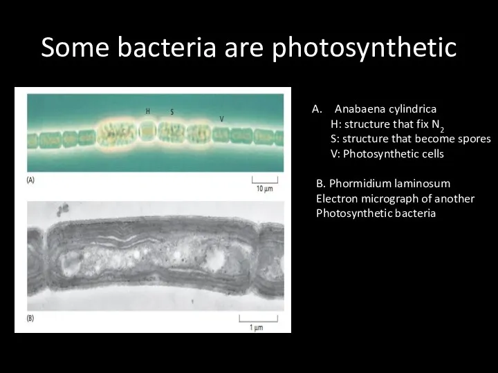 Some bacteria are photosynthetic Anabaena cylindrica H: structure that fix